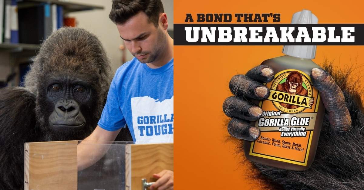 a gorilla holding a bottle of gorilla glue